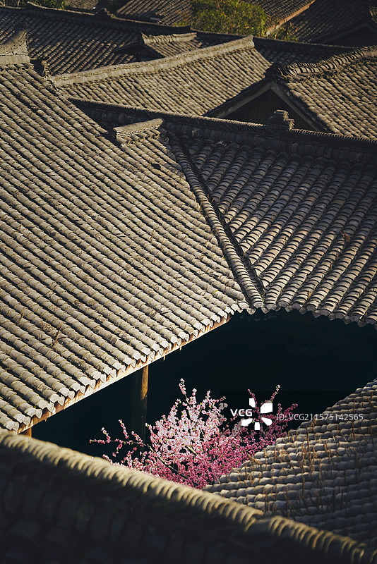 红杏花开出墙，阆中古城一四合院里的杏花开了。图片素材