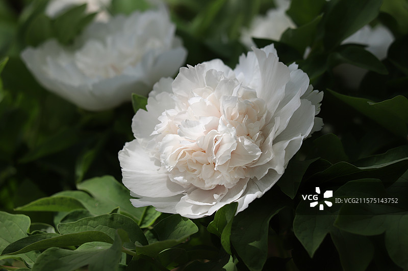 中国河南洛阳国花园（顶级牡丹观赏地）牡丹图片素材