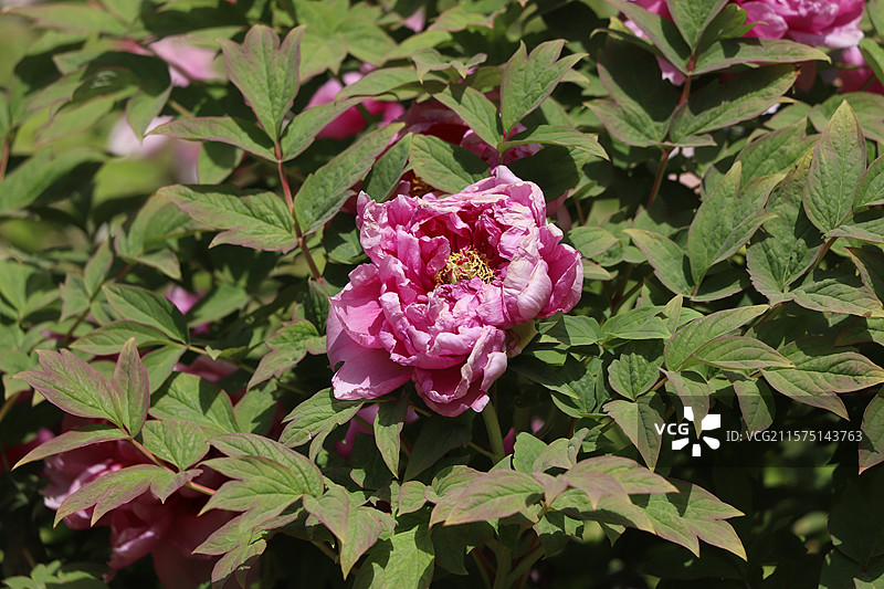 中国河南洛阳国花园（顶级牡丹观赏地）牡丹图片素材