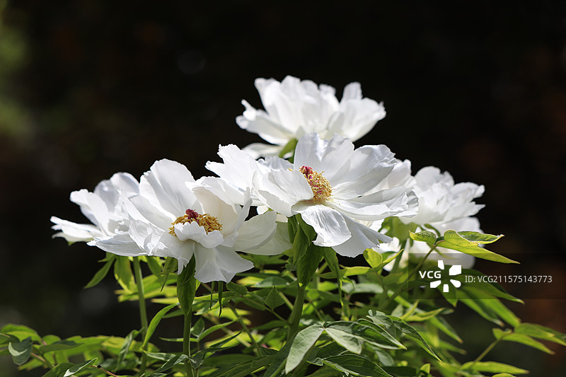 中国河南洛阳国花园（顶级牡丹观赏地）牡丹图片素材