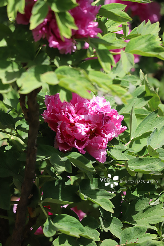中国河南洛阳国花园（顶级牡丹观赏地）牡丹图片素材