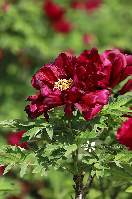 中国河南洛阳国花园（顶级牡丹观赏地）牡丹图片素材