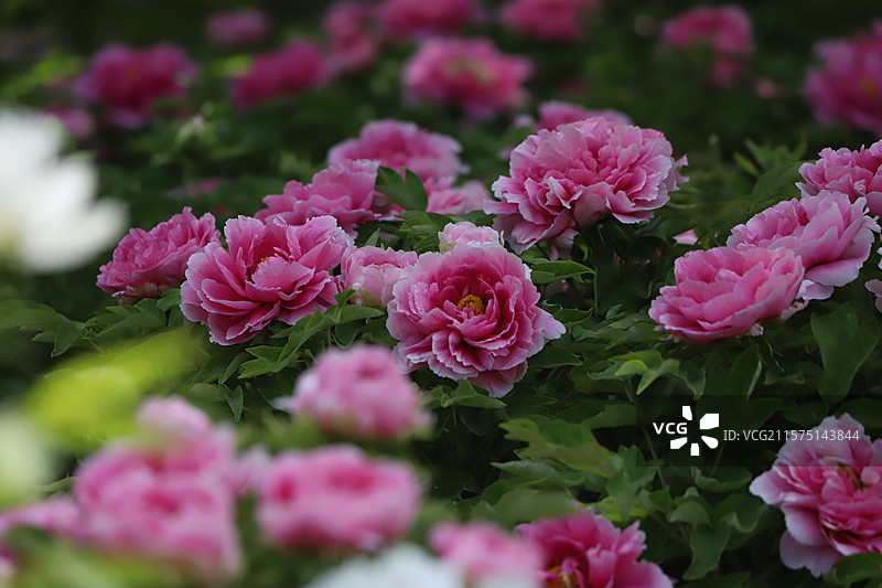 中国河南洛阳国花园（顶级牡丹观赏地）牡丹图片素材