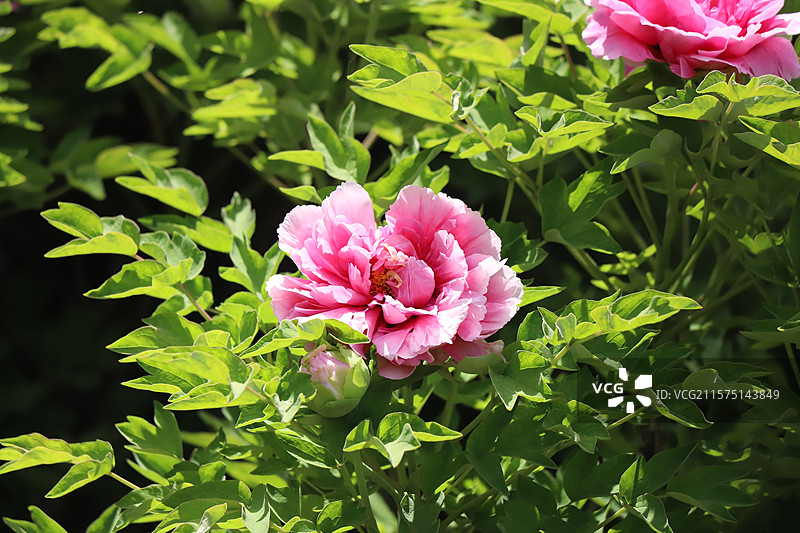 中国河南洛阳国花园（顶级牡丹观赏地）牡丹图片素材