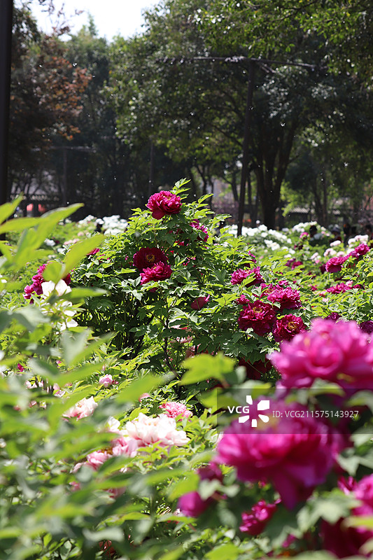 中国河南洛阳国花园（顶级牡丹观赏地）牡丹图片素材