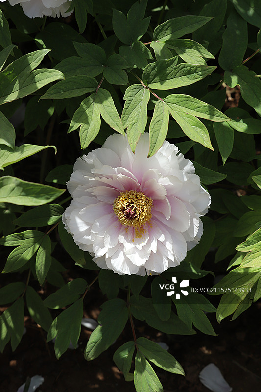 中国河南洛阳国花园（顶级牡丹观赏地）牡丹图片素材