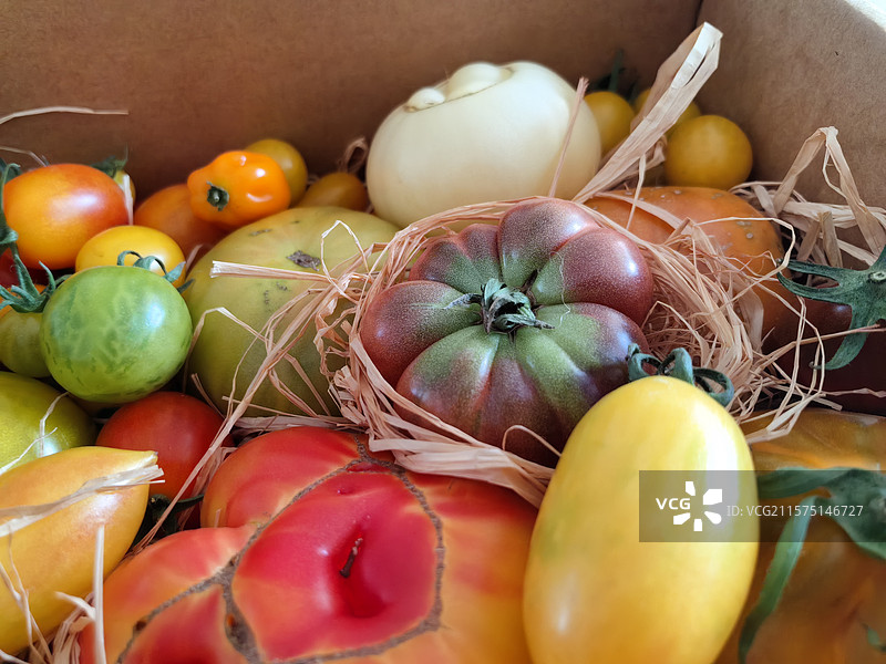 有机番茄图片素材