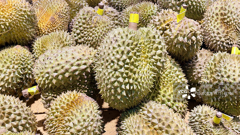 泰国金枕榴莲图片素材