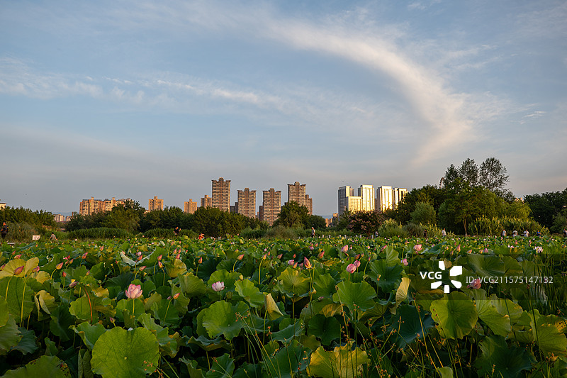 荷花古楼图片素材