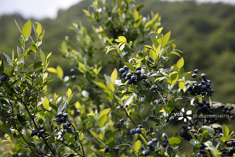 广西凌云县玉洪乡蓝莓园图片素材