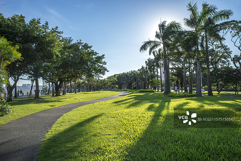 阳光照在公园里的树丛中和草地上图片素材