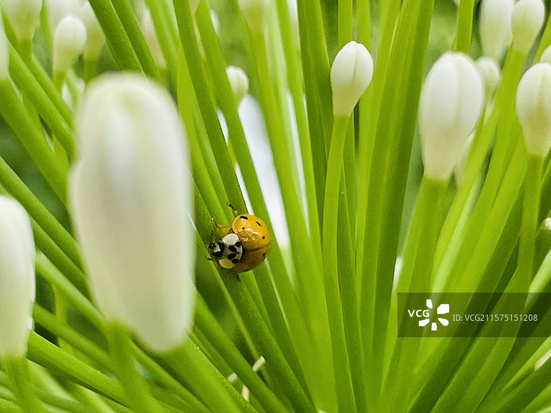 白色百子莲河七星瓢虫图片素材