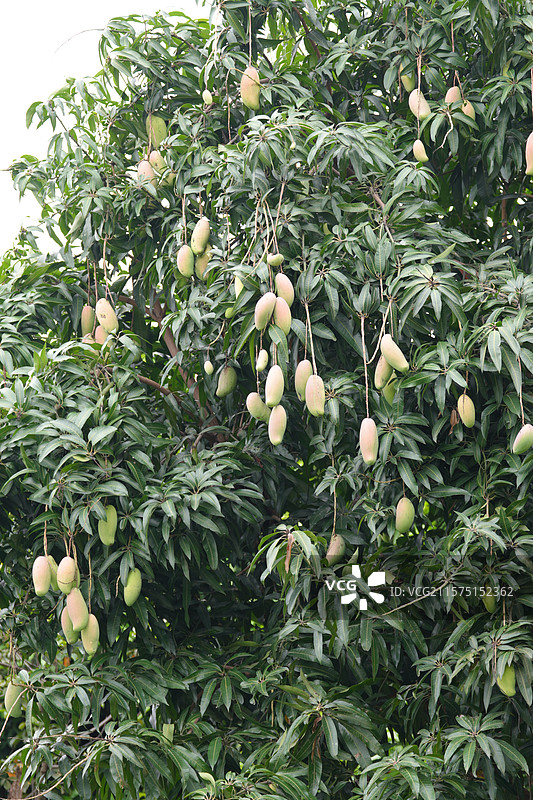 芒果果实累累的夏日芒果树图片素材