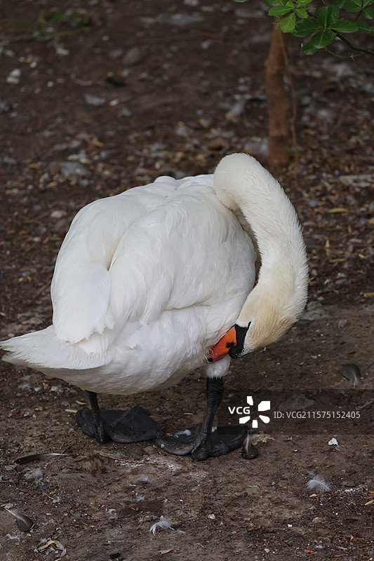 疣鼻天鹅图片素材