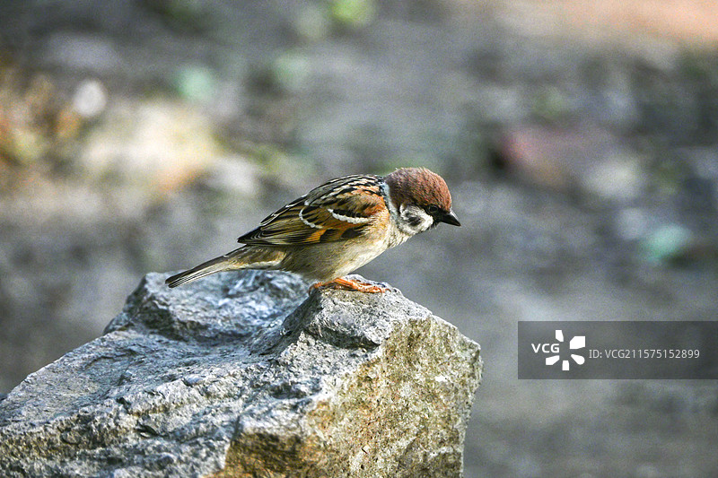 西湖边的麻雀图片素材