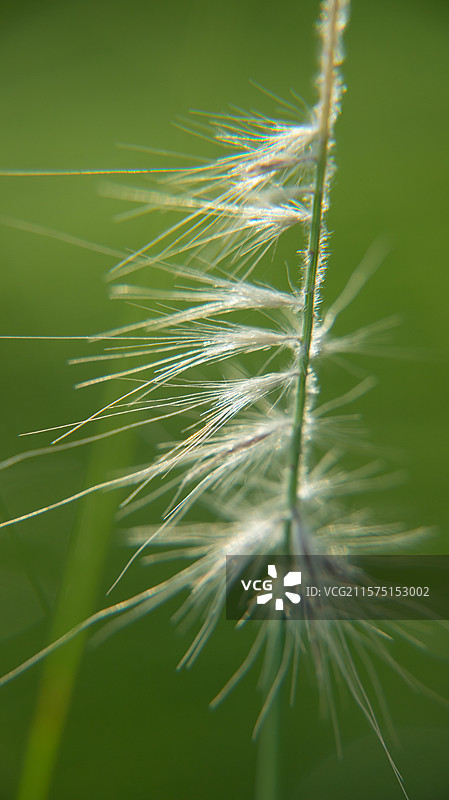 狼尾草狼尾图片素材