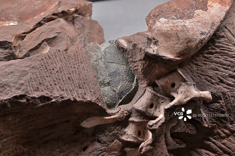 腹腔含蛋窃蛋龙，江西南康，晚白垩世，恐龙化石标本，龙吟九州·中国恐龙大展，上海自然博物馆图片素材