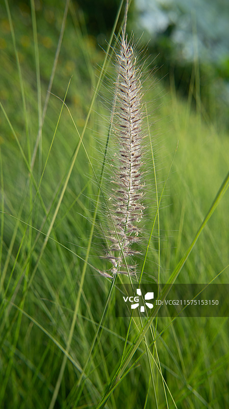 狼尾草狼尾图片素材