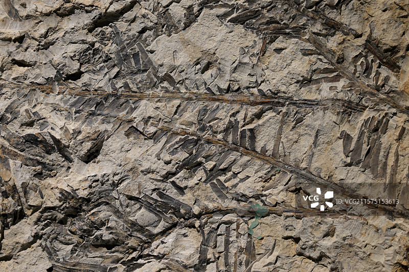 五穗花苏铁，苏铁类植物，辽宁北票，中侏罗纪，植物化石，龙吟九州·中国恐龙大展，上海自然博物馆图片素材