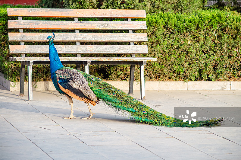 中国家畜牲口拍摄主题，动物园的农舍里喂养的高大的孔雀，户外白昼无人图像摄影图片素材