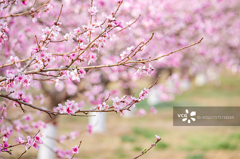 中国山西临汾洪洞县大槐树寻根祭祖园旅游景区著名景点，桃园盛开的大量桃花，户外白昼无人图像摄影图片素材