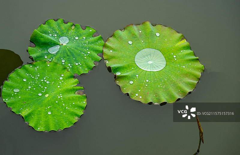 湖北恩施荷叶上的水株形状各异图片素材