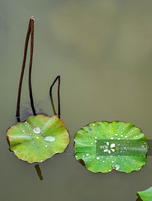 湖北恩施荷叶上的水株形状各异图片素材