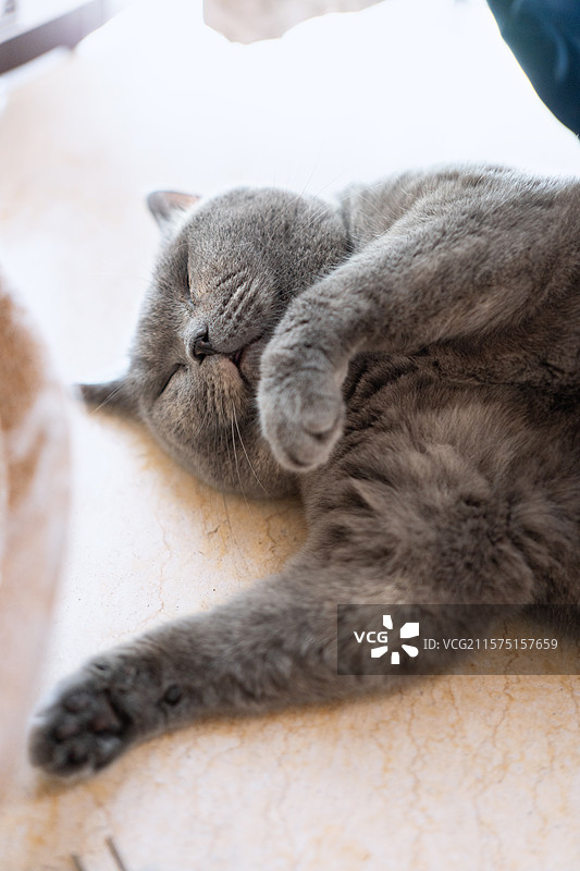 灰色的英国短毛蓝猫嫌夏天太热直接睡地板上图片素材