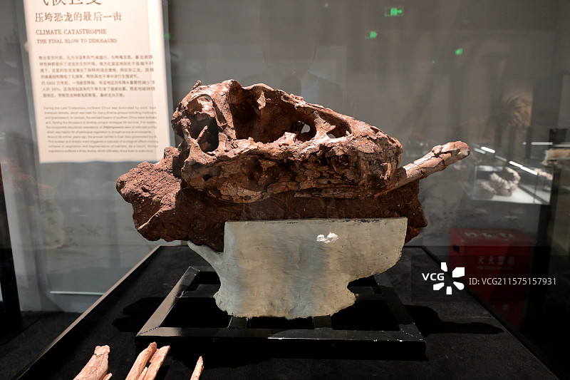 徐氏亚洲暴龙，暴龙类恐龙，江西赣州，晚白垩世，恐龙化石标本，龙吟九州·中国恐龙大展，上海自然博物馆图片素材