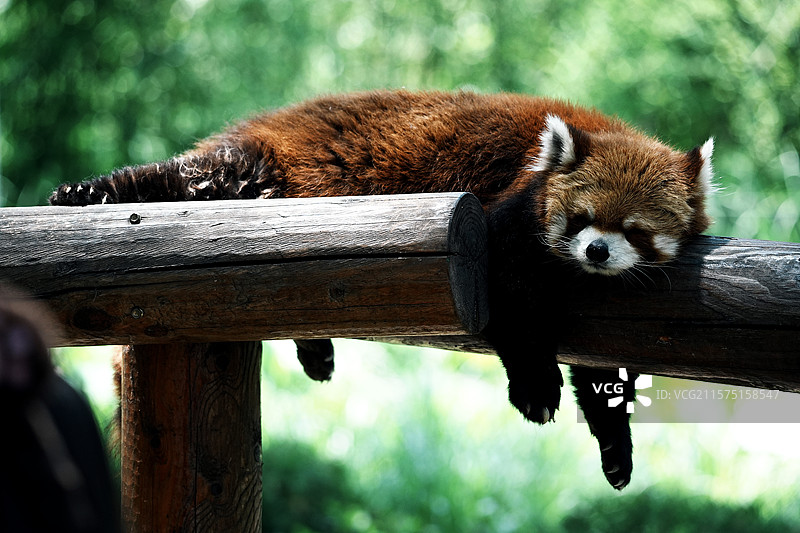 睡觉的小熊猫图片素材