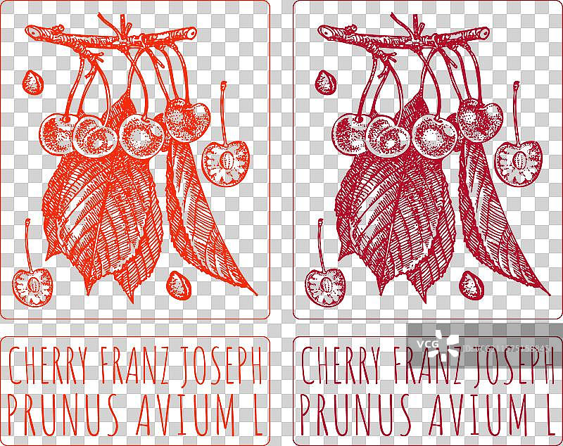 手绘樱桃弗朗茨·约瑟夫图片素材