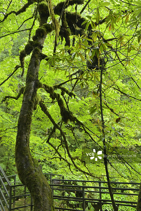 龙苍沟 叠翠溪 龙苍沟国家森林公园 观景台旁的苔藓古树  苔藓、古树、观景台、森林、自然景观、生态、图片素材