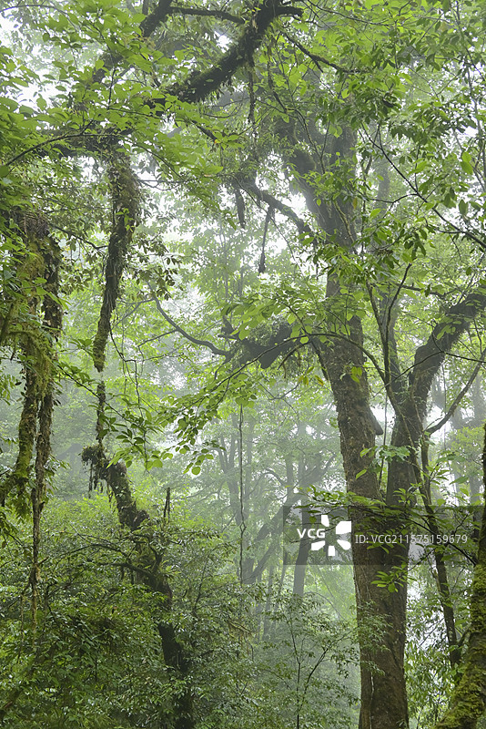 龙苍沟 叠翠溪 龙苍沟国家森林公园 迷雾森林的树冠层 森林、迷雾、树冠、绿色生态、自然景观、户外、清图片素材