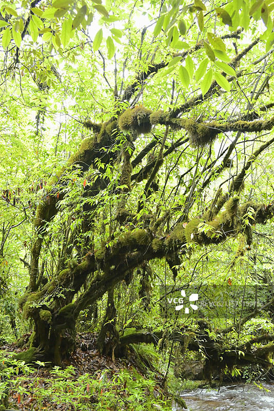 龙苍沟 叠翠溪 龙苍沟国家森林公园 绿林中的苔藓古树 古树、苔藓、森林、绿色生态、自然景观、户外、清图片素材