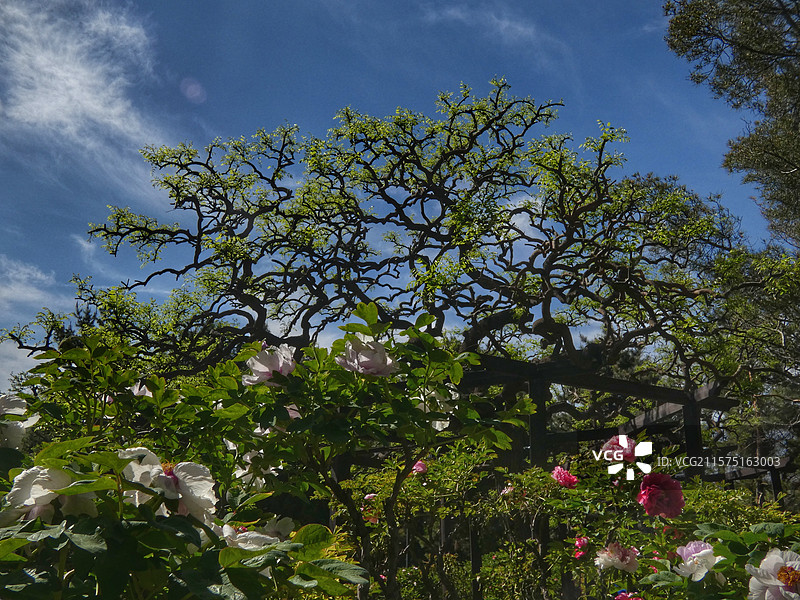 春天里，迎春花率先绽放金黄，樱花粉白如云，桃花灼灼似霞，郁金香五彩斑斓，百花争艳，处处生机盎然。图片素材