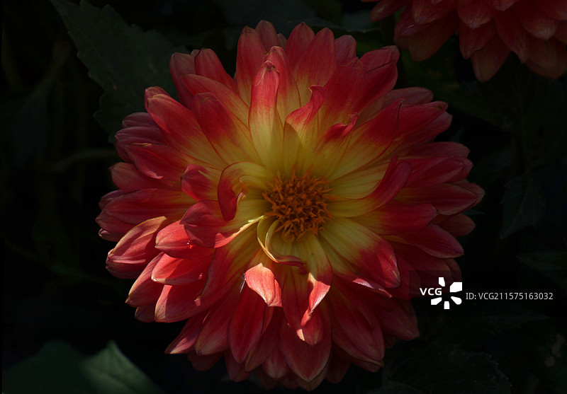 春天里，迎春花率先绽放金黄，樱花粉白如云，桃花灼灼似霞，郁金香五彩斑斓，百花争艳，处处生机盎然。图片素材