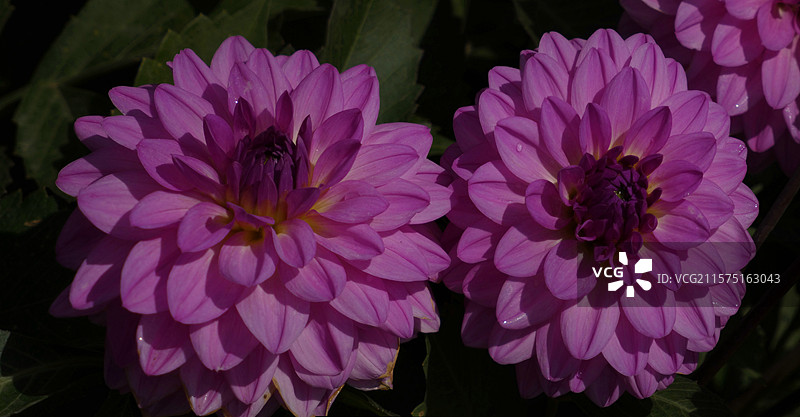 春天里，迎春花率先绽放金黄，樱花粉白如云，桃花灼灼似霞，郁金香五彩斑斓，百花争艳，处处生机盎然。图片素材