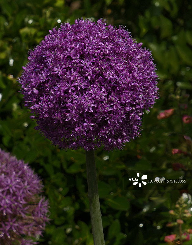 春天里，迎春花率先绽放金黄，樱花粉白如云，桃花灼灼似霞，郁金香五彩斑斓，百花争艳，处处生机盎然。图片素材