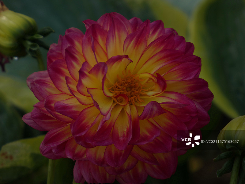 春天里，迎春花率先绽放金黄，樱花粉白如云，桃花灼灼似霞，郁金香五彩斑斓，百花争艳，处处生机盎然。图片素材