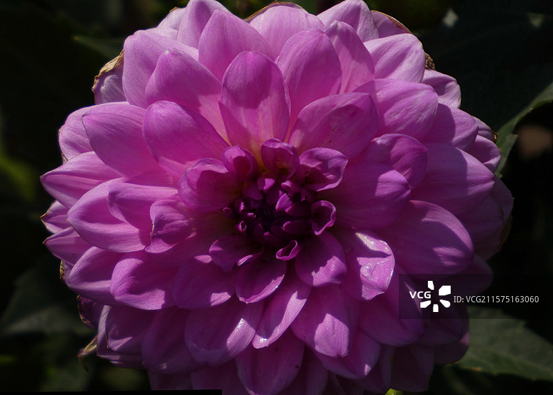 春天里，迎春花率先绽放金黄，樱花粉白如云，桃花灼灼似霞，郁金香五彩斑斓，百花争艳，处处生机盎然。图片素材