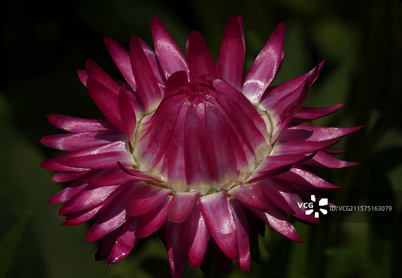 春天里，迎春花率先绽放金黄，樱花粉白如云，桃花灼灼似霞，郁金香五彩斑斓，百花争艳，处处生机盎然。图片素材