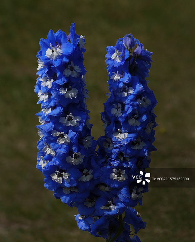 春天里，迎春花率先绽放金黄，樱花粉白如云，桃花灼灼似霞，郁金香五彩斑斓，百花争艳，处处生机盎然。图片素材