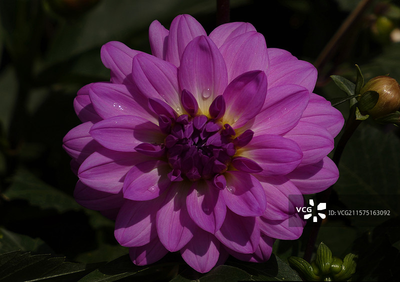 春天里，迎春花率先绽放金黄，樱花粉白如云，桃花灼灼似霞，郁金香五彩斑斓，百花争艳，处处生机盎然。图片素材