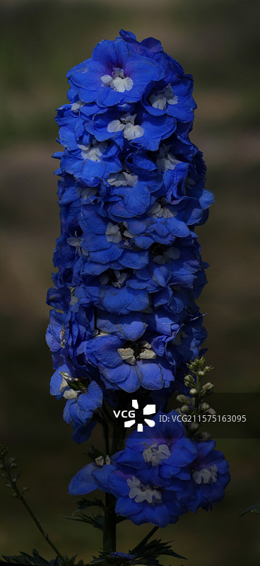 春天里，迎春花率先绽放金黄，樱花粉白如云，桃花灼灼似霞，郁金香五彩斑斓，百花争艳，处处生机盎然。图片素材