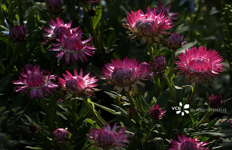 春天里，迎春花率先绽放金黄，樱花粉白如云，桃花灼灼似霞，郁金香五彩斑斓，百花争艳，处处生机盎然。图片素材