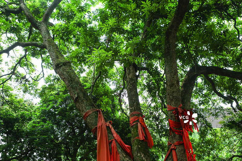 泸州市张坝的桂圆树王万桂朝王树王张坝树中之王图片素材