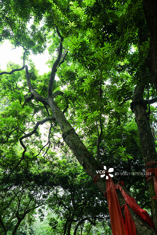泸州市张坝的桂圆树王万桂朝王树王张坝树中之王图片素材