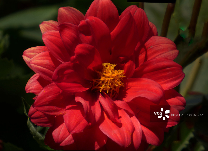 春天里，迎春花率先绽放金黄，樱花粉白如云，桃花灼灼似霞，郁金香五彩斑斓，百花争艳，处处生机盎然。图片素材