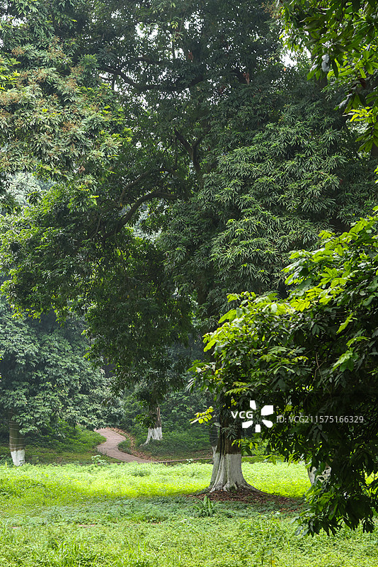 张坝桂圆林公园是中国北回归线上最大且最古老的桂圆林图片素材
