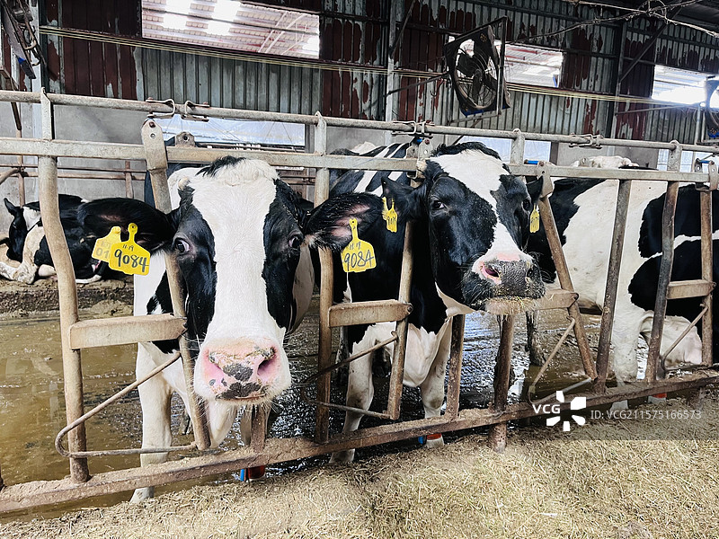 浙江台州椒江三甲现代化奶牛养殖农场｜新三农建设｜奶牛特写｜绿色有机无公害食品｜畜牧业图片素材